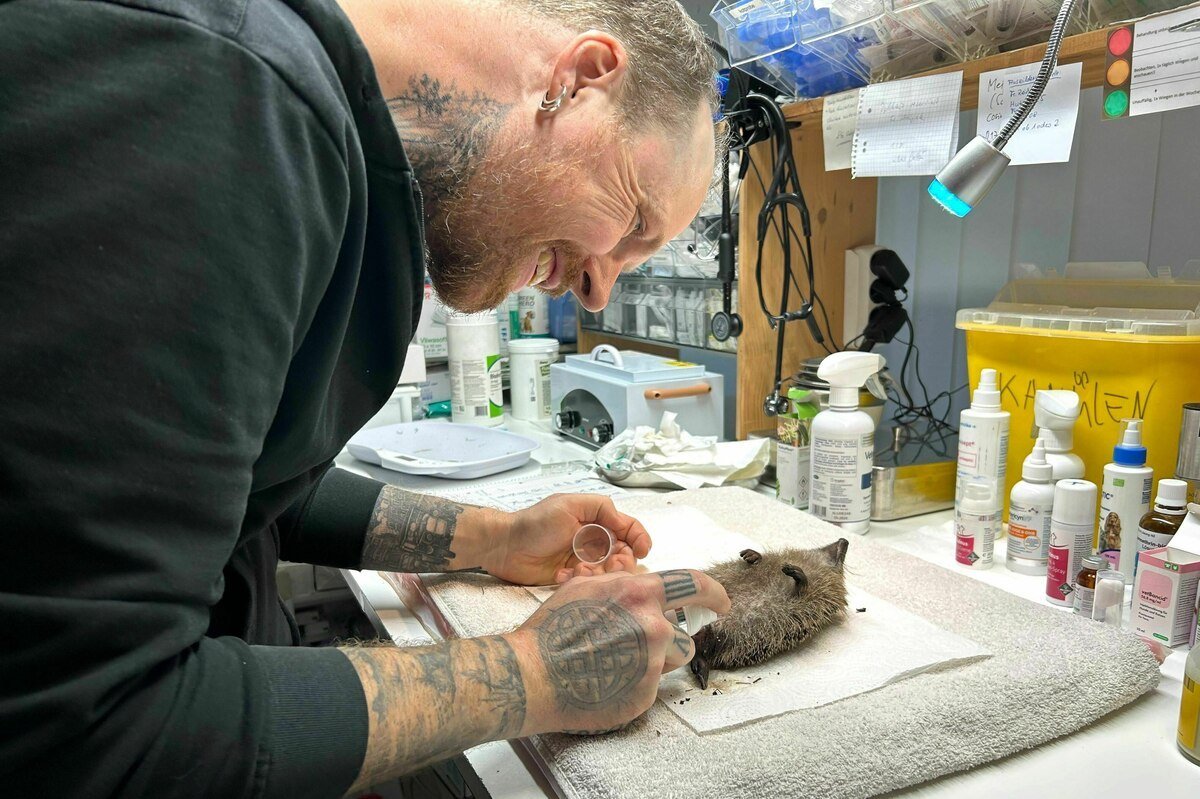 „Animalele sălbatice de Anul Nou: Ce planuri are Franz?”