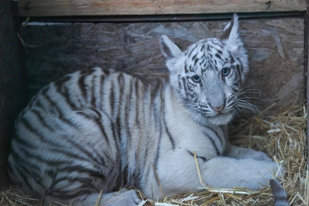 Unul dintre tigrii albi de la Grădina Zoologică din Craiova, dat dispărut Unul dintre tigrii albi de la Grădina Zoologică din Craiova a dispărut, stârnind îngrijorarea celor ce vizitează parcul