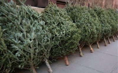 608446126_122117816589044644_1494675727540220650_n.jpg - StiriAlese