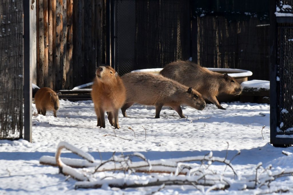 Grădina Zoologică București a avut aproape 100 de vizitatori pe oră în 2025