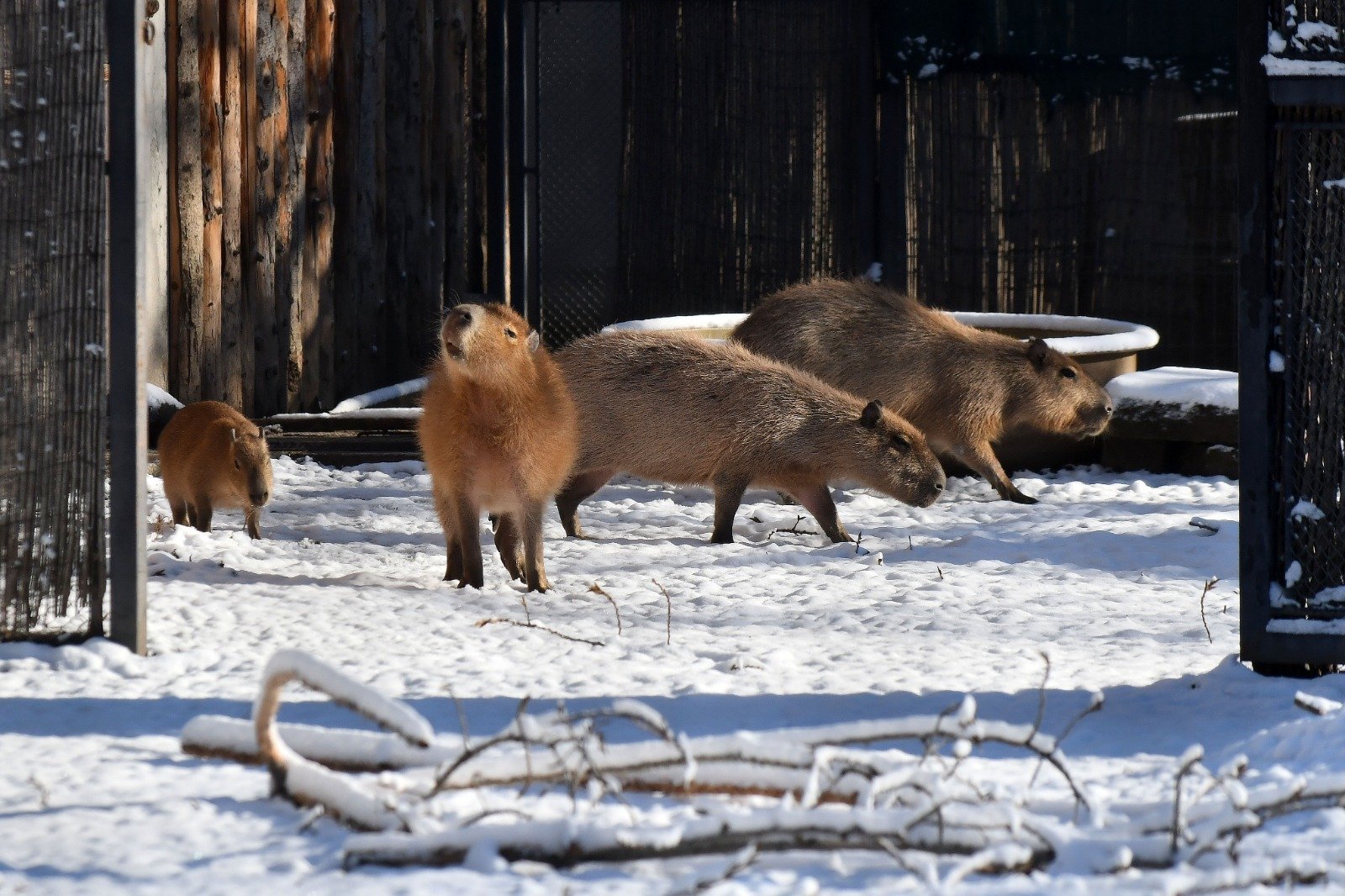 Grădina Zoologică București a avut aproape 100 de vizitatori pe oră în 2025
