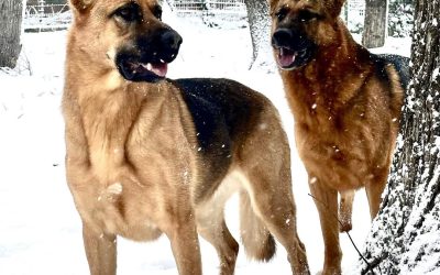 614862386_1473170691474745_5015169552524529986_n.jpg - StiriAlese