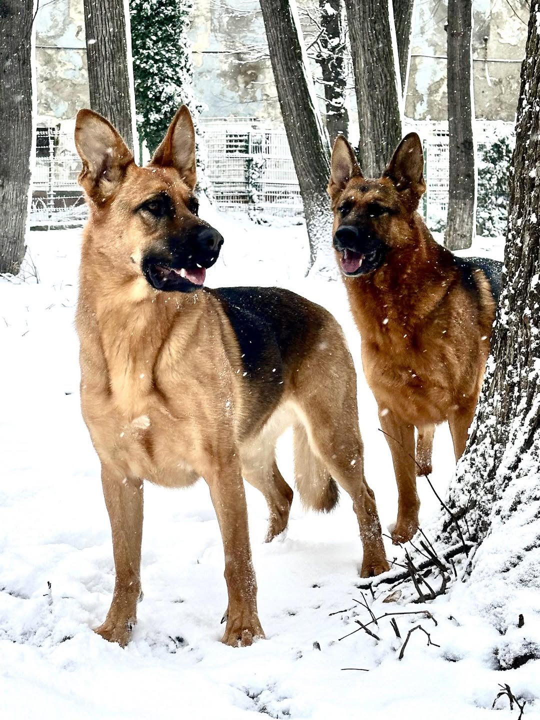 Deputatul Andrei Baciu întreabă cum vă bucurați de zăpadă