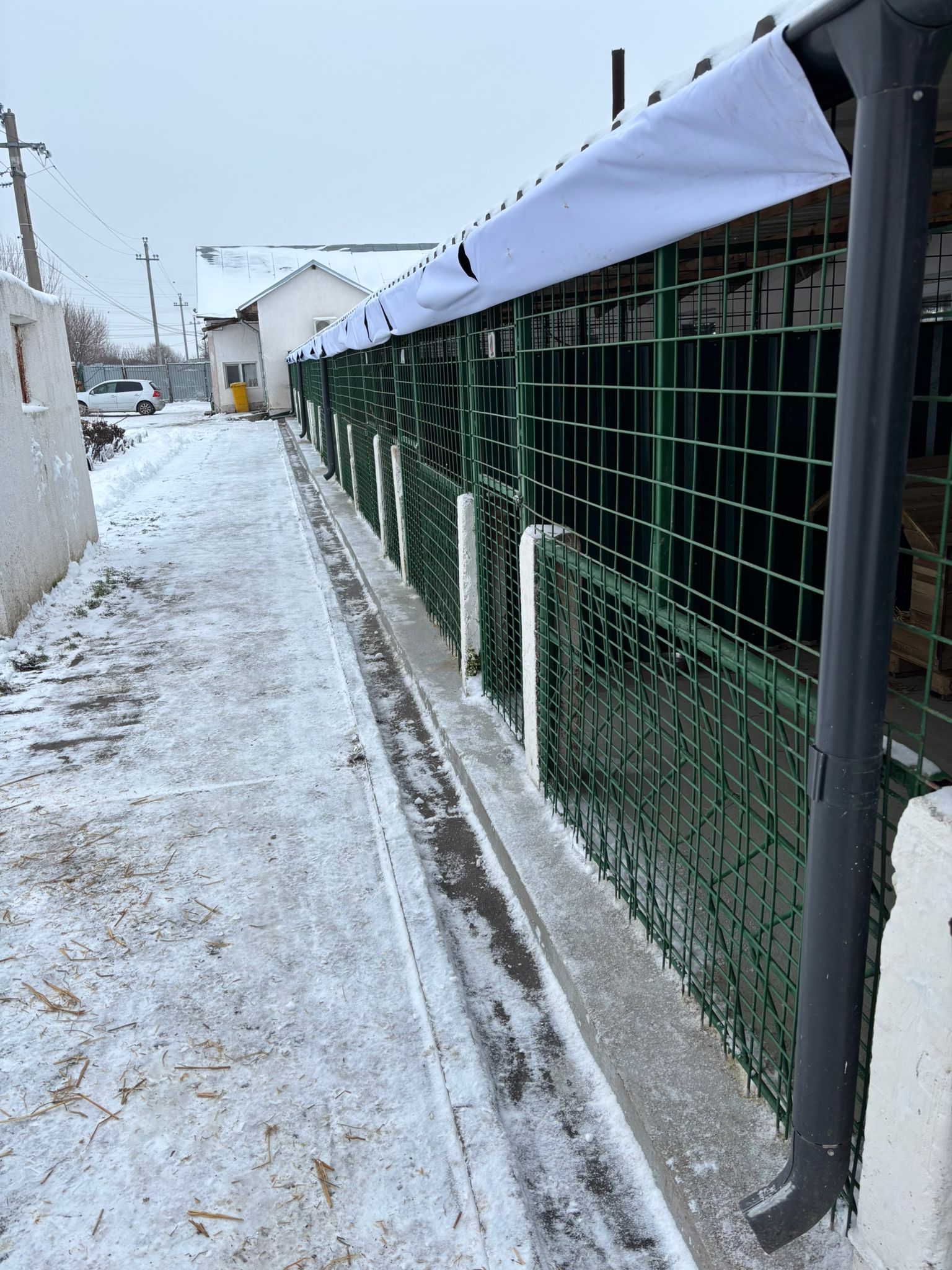 ASPA se confruntă cu dificultăți majore în gestionarea animalelor pe timp de ger extrem, resimțit acut în adăposturile din Bragadiru și Mihăilești