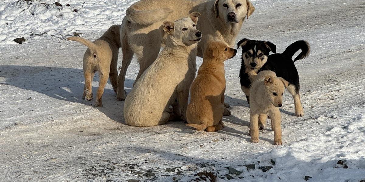 617010765_902975602099066_5841180053117019397_n.jpg - StiriAlese