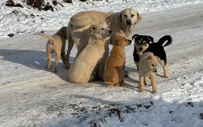 617010765_902975602099066_5841180053117019397_n.jpg - StiriAlese