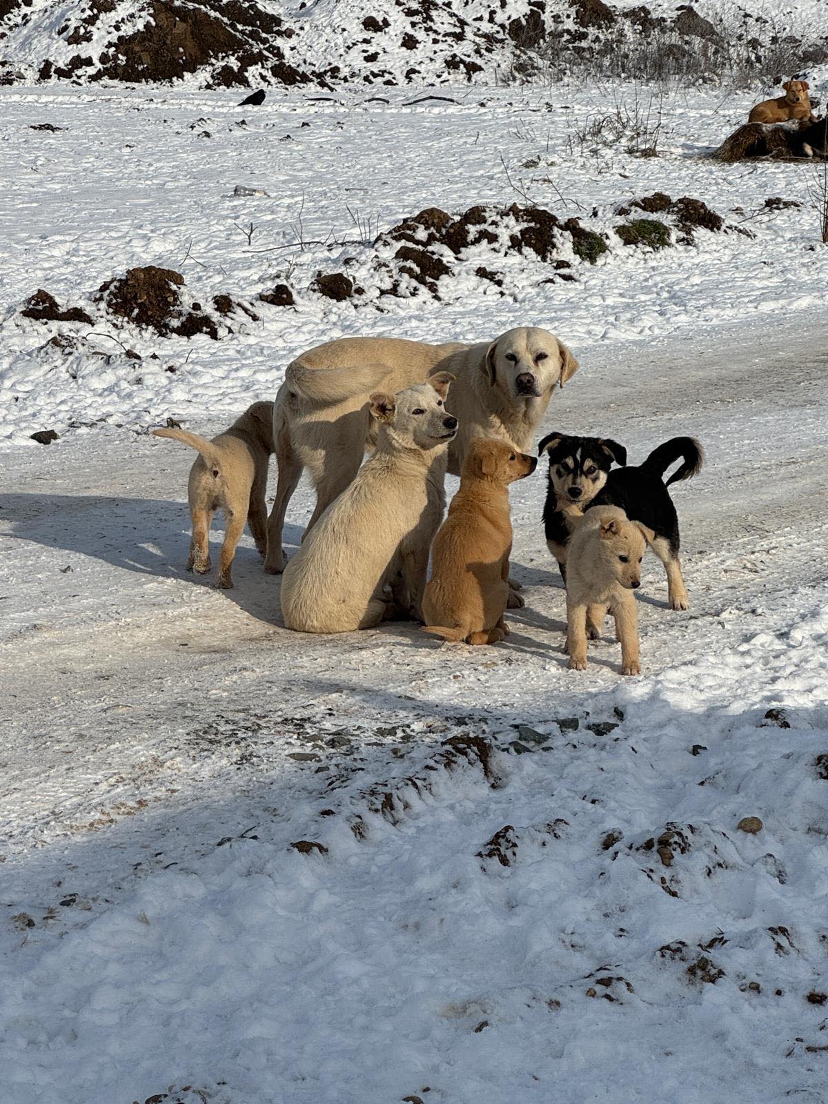 Județul Ilfov intensifică eforturile pentru controlul populației canine și sprijină proprietarii responsabili Autoritățile din județul Ilfov continuă campania de sterilizare și microcipare gratuite pentru câinii cu proprietar, într-un efort categoric de a reduce numărul animalelor fără stăpân și de a crește responsabilitatea cetățenilor în gestionarea patrupezilor lor