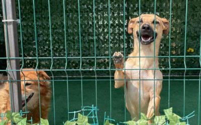 ASPA-peste-2040-de-catei-adoptati.jpg - StiriAlese