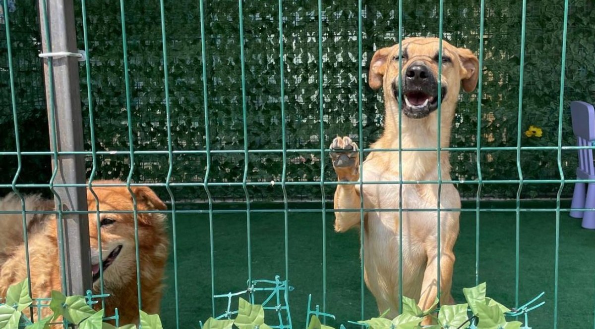 Numărul adopțiilor de câini în Capitală a crescut semnificativ în anul 2025, confirmând eforturile constante ale Autorității pentru Supravegherea și Protecția Animalelor (ASPA) de a reduce numărul animalelor fără stăpân și de a promova responsabilitatea față de animalele de companie