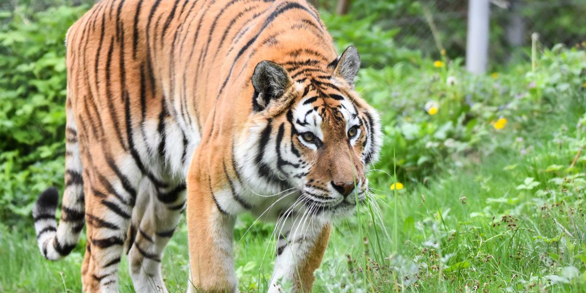 Cate-tipuri-de-feline-exista-in-lume-4.jpg - StiriAlese