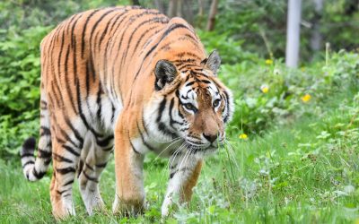 Cate-tipuri-de-feline-exista-in-lume-4.jpg - StiriAlese