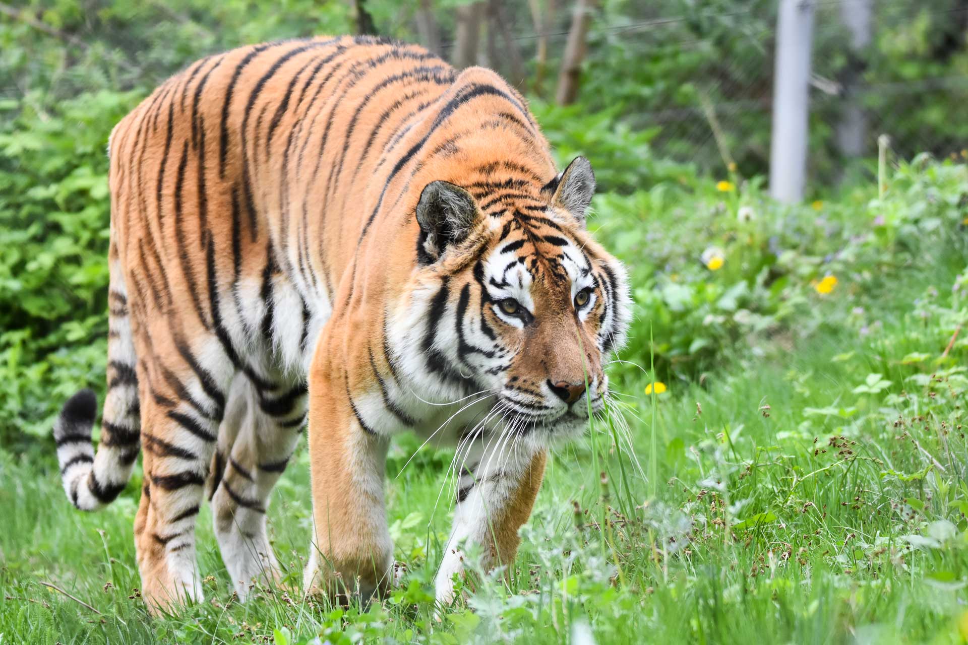 AF, zone dinamice și camuflaj simplu: priorități esențiale