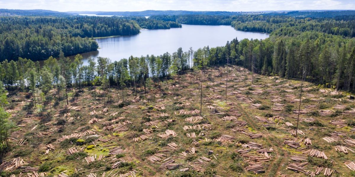 GettyImages-1336631428.jpg - StiriAlese