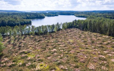 GettyImages-1336631428.jpg - StiriAlese