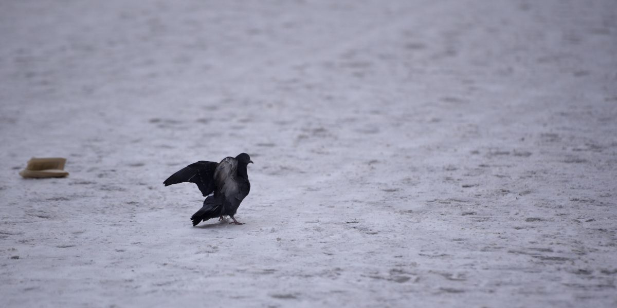 ID159181_INQUAM_Photos_Alex-Nicodim_-scaled.jpg - StiriAlese