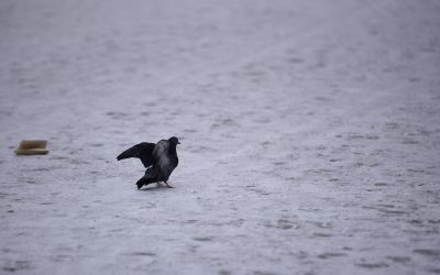 ID159181_INQUAM_Photos_Alex-Nicodim_-scaled.jpg - StiriAlese