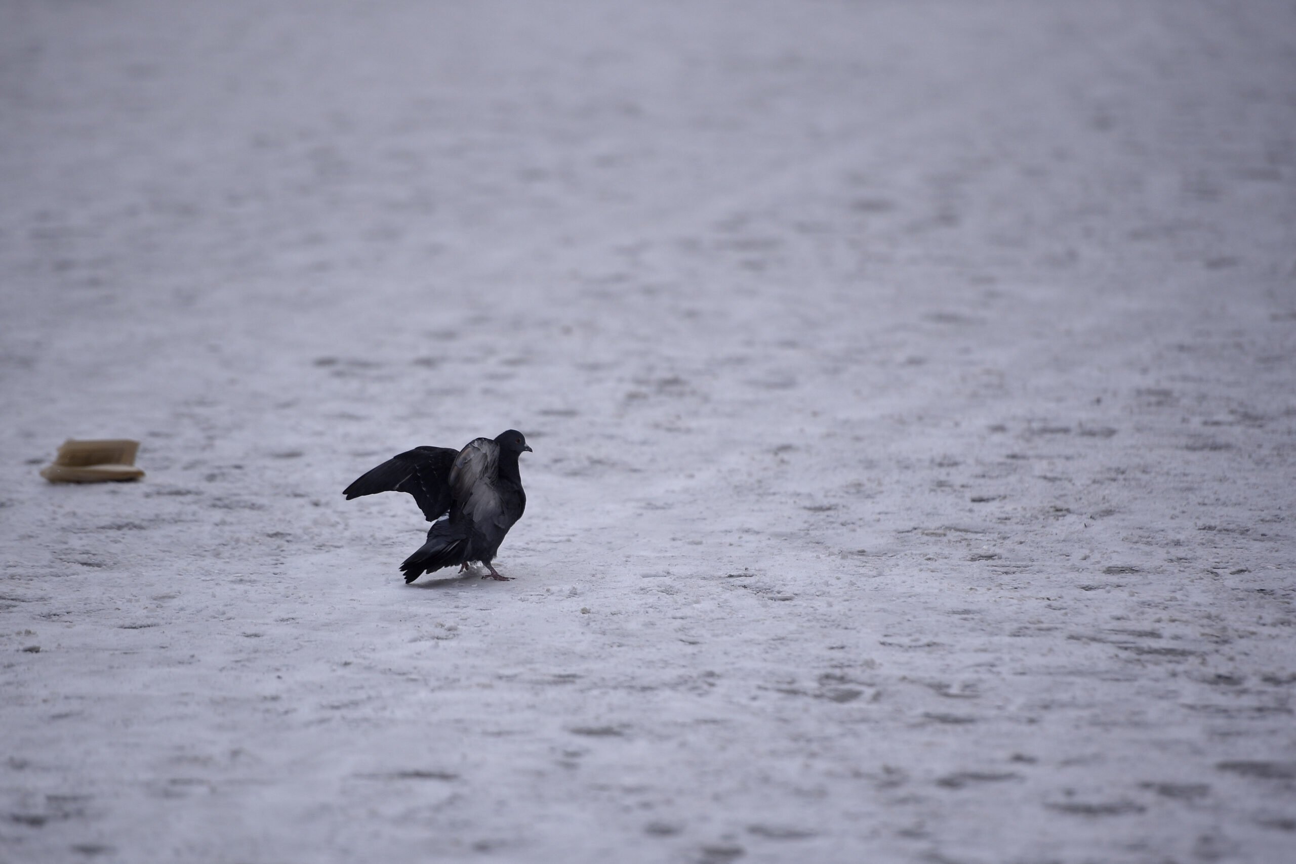 Proprietarii de imobile din București riscă amenzi usturătoare pentru necurățarea zăpezii și a gheții de pe trotuarele din fața proprietăților, în cazul în care nu respectă termenul legal de 24 de ore de la sfârșitul ninsorii