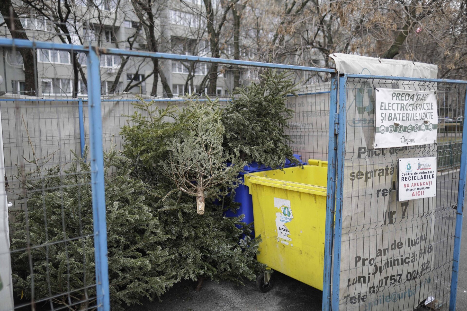 Bucureștiul își face curățenie de după sărbători: colectarea braziilor de Crăciun continuă, dar cu reguli noi După atmosfera festivă și mulțimea de lumini ce au luminat capitalele timp de săptămâni, orașul își continuă acum misiunea de a încheia sezonul de sărbători într-un mod responsabil pentru mediu