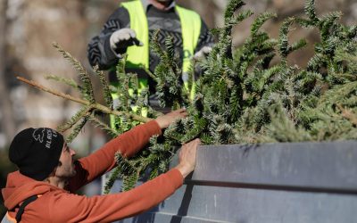 ID243158_INQUAM_Photos_George_Calin-scaled.jpg - StiriAlese