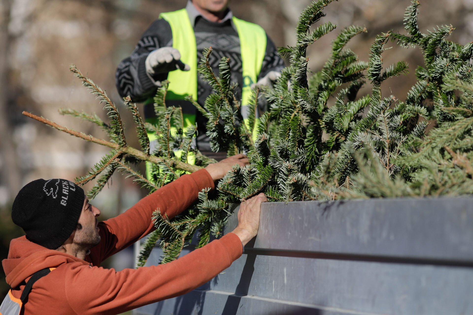 Brazilii de Crăciun, colectați non-stop în Sectorul 2 și în alte zone ale Capitalei După sărbătorile de iarnă, multe familii din București încearcă să se debaraseze de bradul de Crăciun