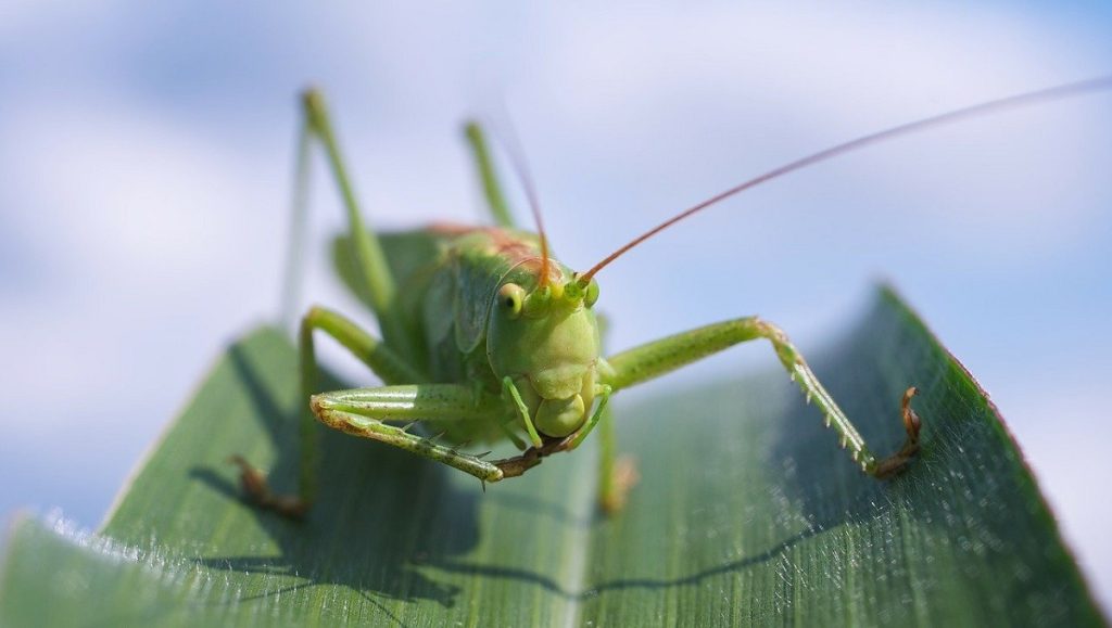 Lăcusta egipteană, o prezență neașteptată în Ungaria: specia gigantică confirmată în sud-estul țării O nouă amenințare biologică se profilează în peisajul natural al Ungariei, odată cu confirmarea prezenței lăcustei egiptene (Schistocerca gregaria) pe teritoriul țării