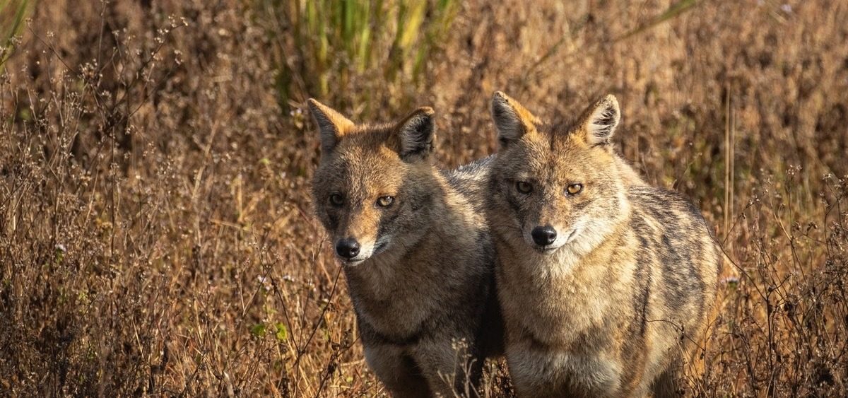 Sacali-Pexels-Anand-Dandekar.jpg - StiriAlese