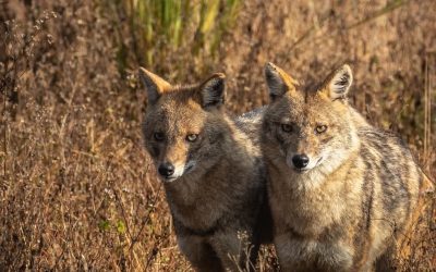 Sacali-Pexels-Anand-Dandekar.jpg - StiriAlese