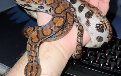 Sarpe-1.jpg - StiriAlese