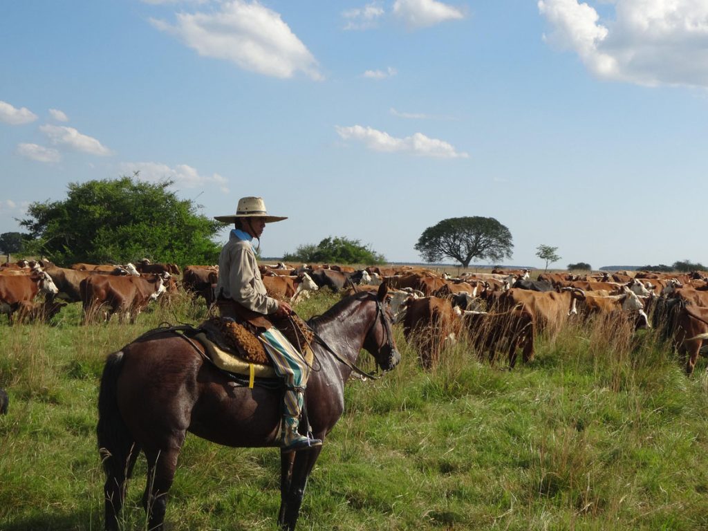 Criza agricolă în Franța: Un impact devastator al acordului Mercosur Agricultorii francezi se confruntă cu o amenințare existențială odată cu ratificarea, de către Uniunea Europeană, a acordului Mercosur, un pas considerat de mulți ca fiind un atac direct asupra agriculturii naționale