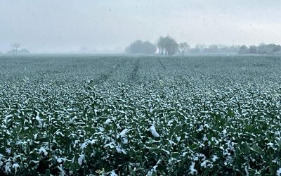 WhatsApp-Image-2025-04-07-at-19.45.18.jpeg - StiriAlese