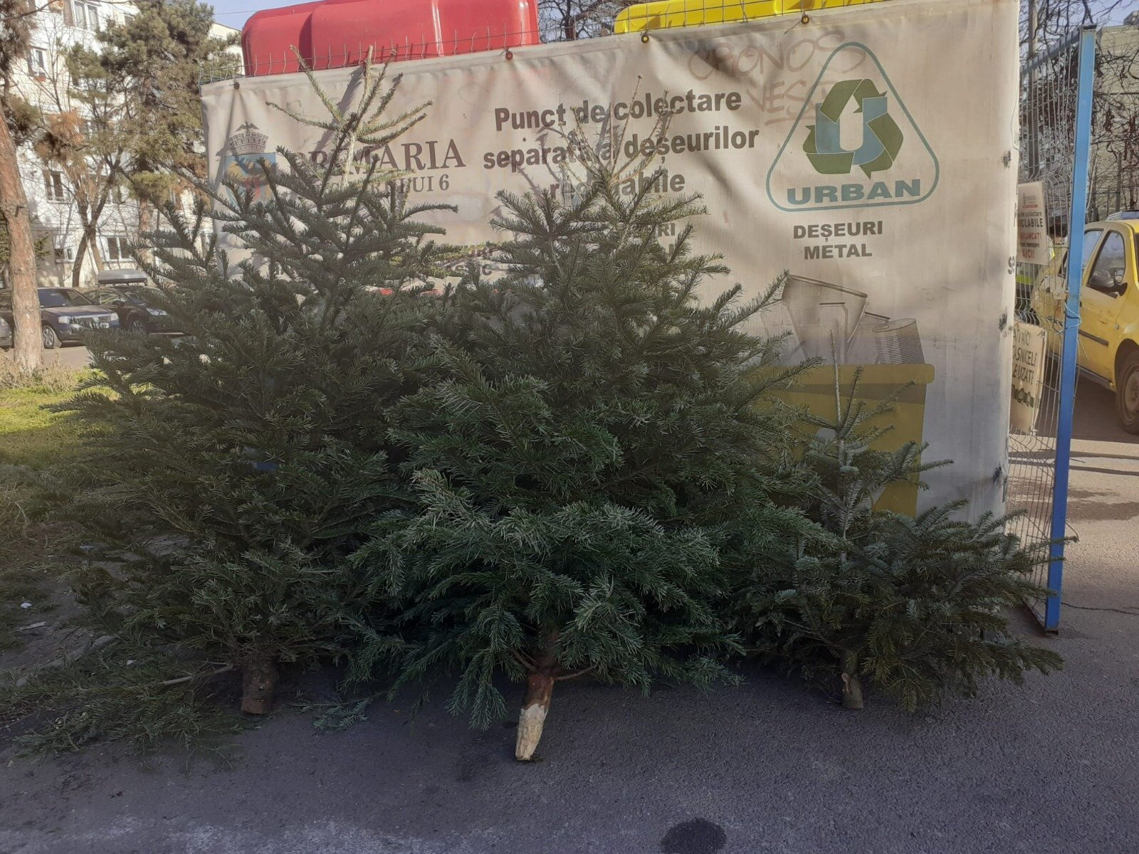 Sector 1: Modalități de colectare a brazișorilor de Crăciun