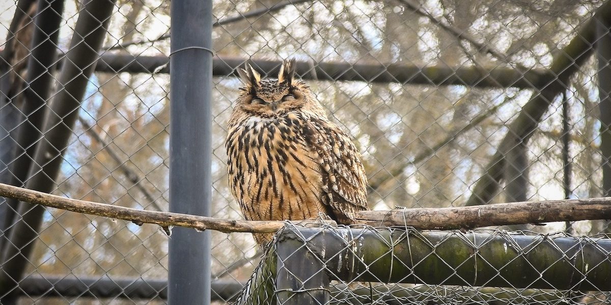 bufnita.jpeg - StiriAlese