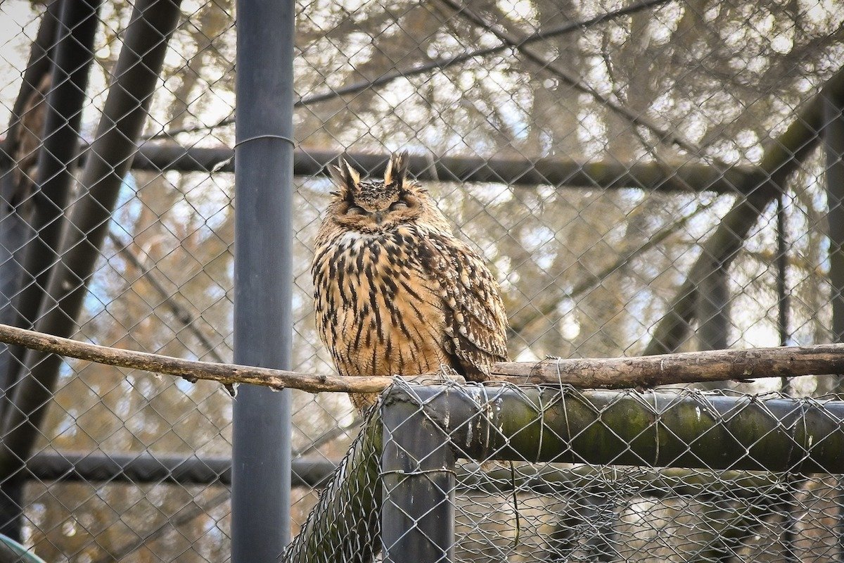 Un incident neobișnuit s-a petrecut sâmbătă seara în Botoșani, când o bufniță s-a strecurat în locuința unui localnic, intrând prin sistemul de ventilație al casei