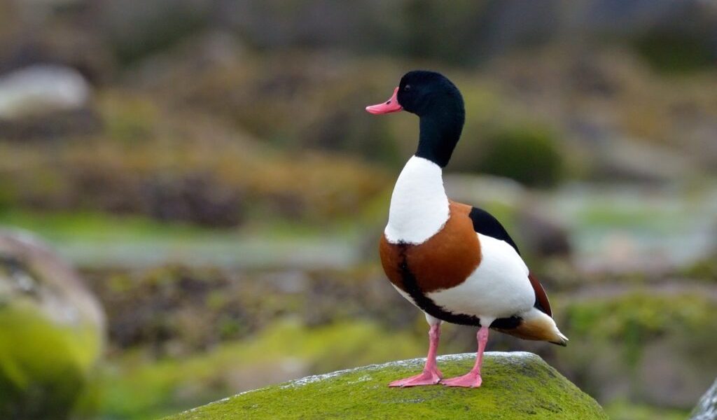 califar-comun-dt_1-Large-e1741276136102-1024x678-1.jpeg - StiriAlese