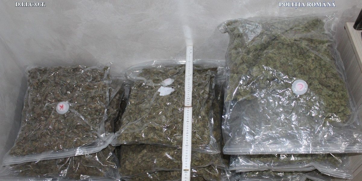 canabis.jpeg - StiriAlese