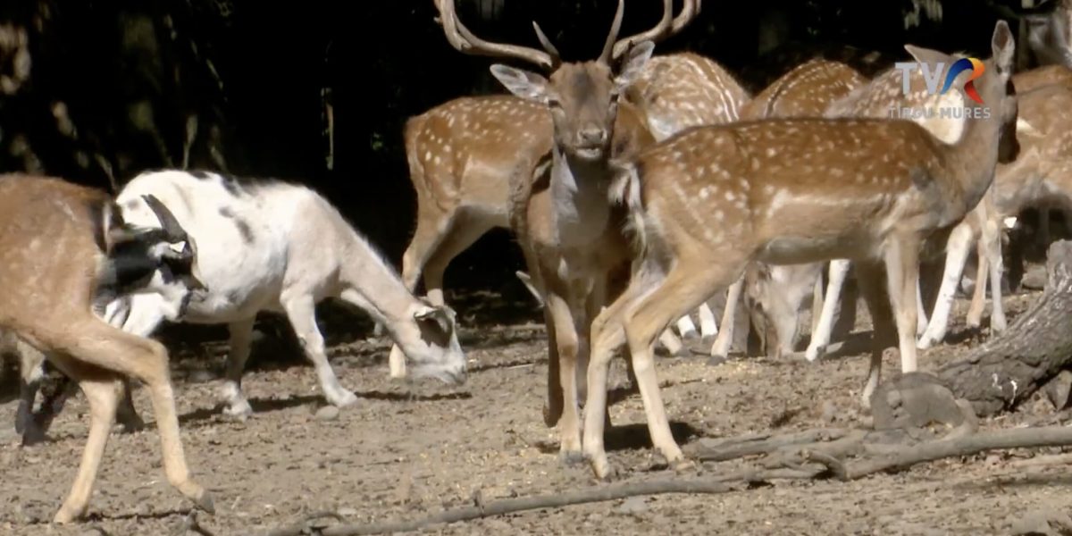 cerb-carpatian-gradinta-zoologica-Mures-scaled.jpg - StiriAlese