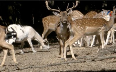 cerb-carpatian-gradinta-zoologica-Mures-scaled.jpg - StiriAlese