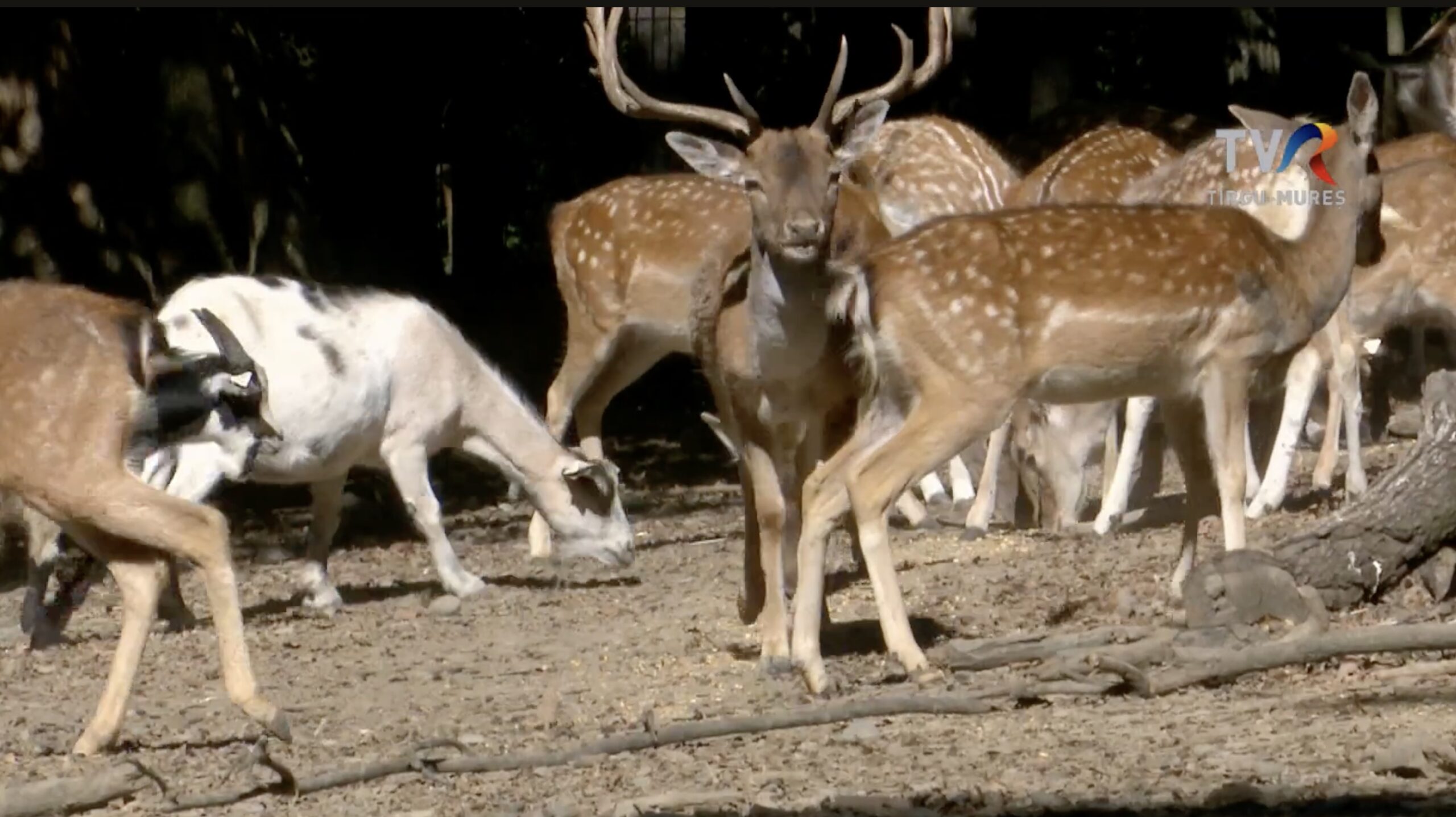 Un cerb carpatin de la Grădina Zoologică din Târgu Mureș a fost găsit mort, o veste tristă pentru iubitorii de natură și specialiștii în conservare