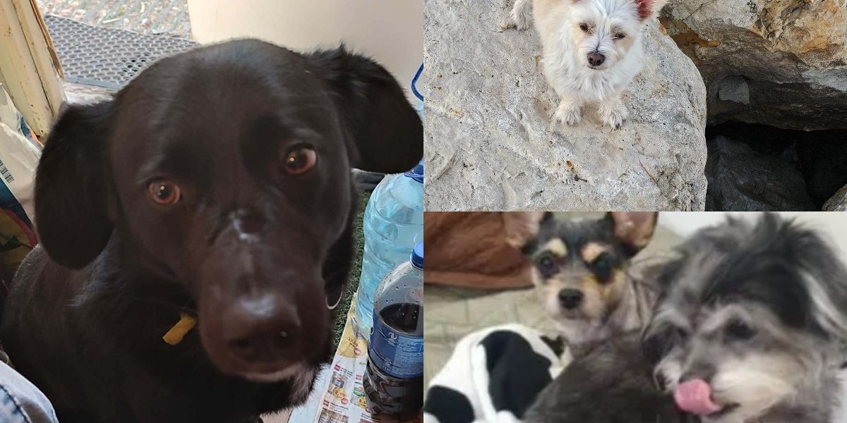 collage-48-1.jpg - StiriAlese