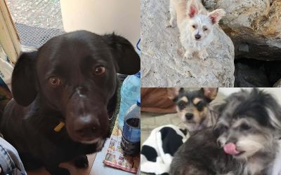 collage-48-1.jpg - StiriAlese