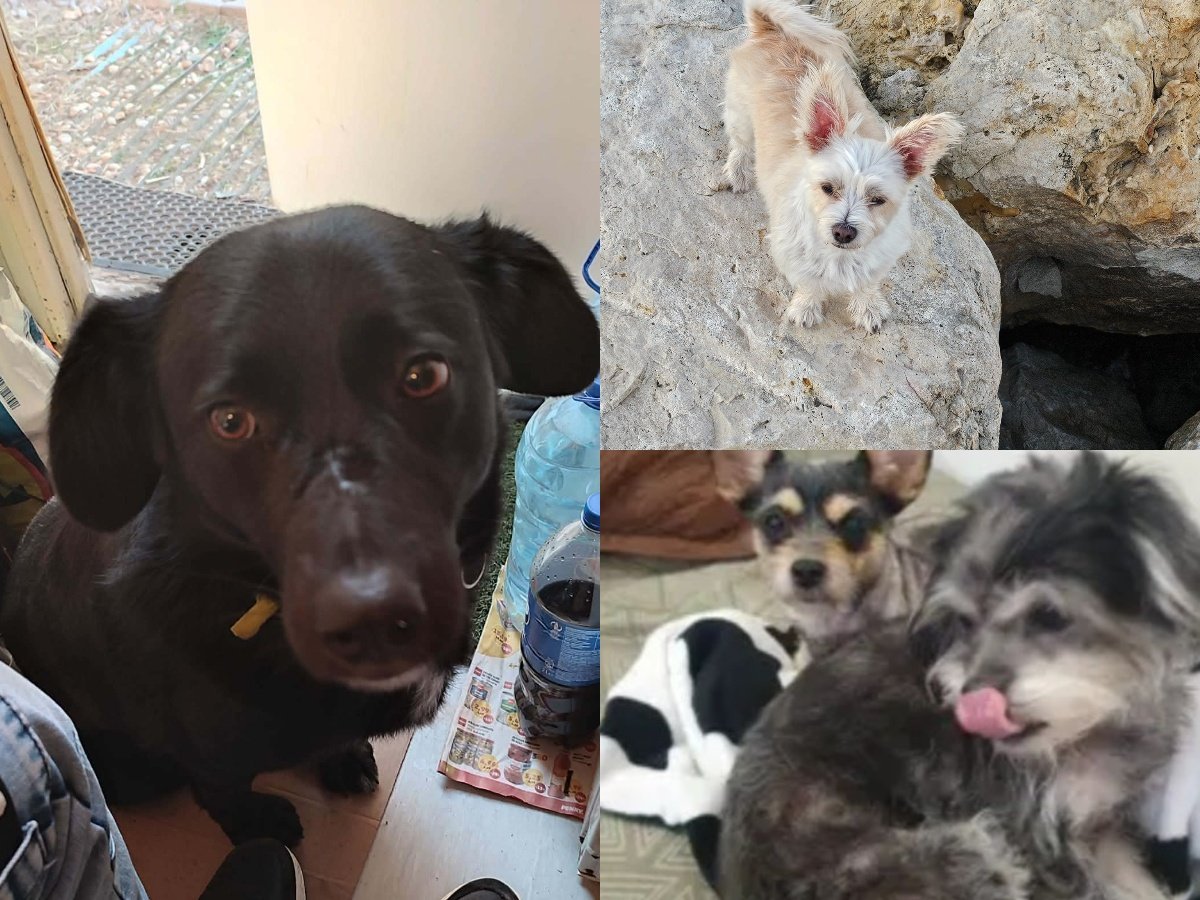 Cazul unui incident recent din București scoate în evidență, din nou, dificultățile și controversele legate de gestionarea câinilor fără stăpân pe străzile capitalei