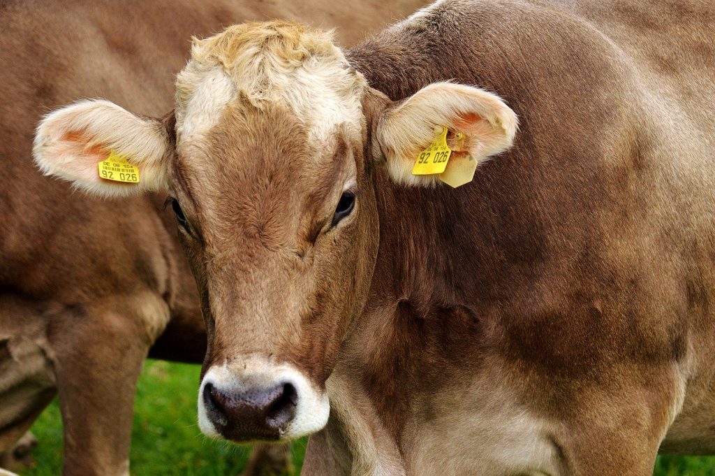 Peste 20 de bovine au căzut duminică într-un iaz din comuna Rădăşeni, județul Suceava, iar operațiunea de salvare a fost una de o complexitate remarcabilă, implicând intervenția rapidă și coordonată a pompierilor