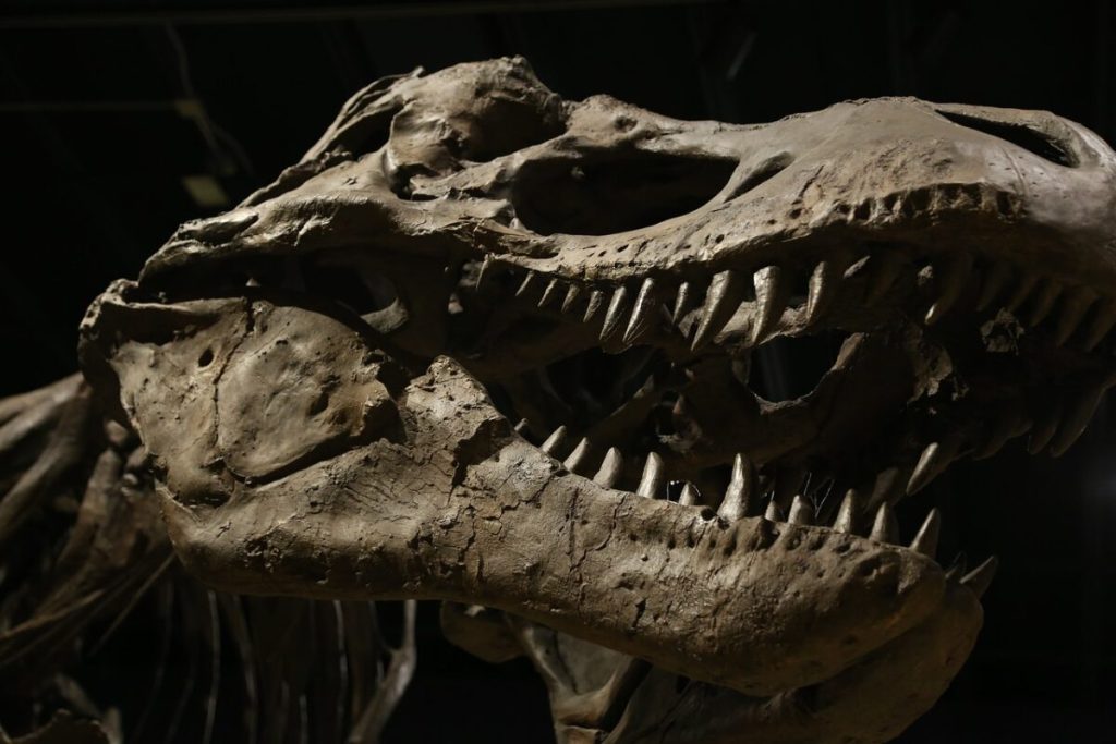 Descoperire de senzație pe plaja Santa Cruz din Portugalia: un cuib de dinozaur cu ouă vechi de 150 de milioane de ani O echipă de arheologi și paleontologi a făcut o descoperire remarcabilă pe coasta de vest a Portugaliei, la scurtă distanță de orașul Torres Vedras