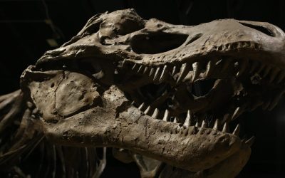 dinosaur-4684929_1280-e1718526721406.jpg - StiriAlese