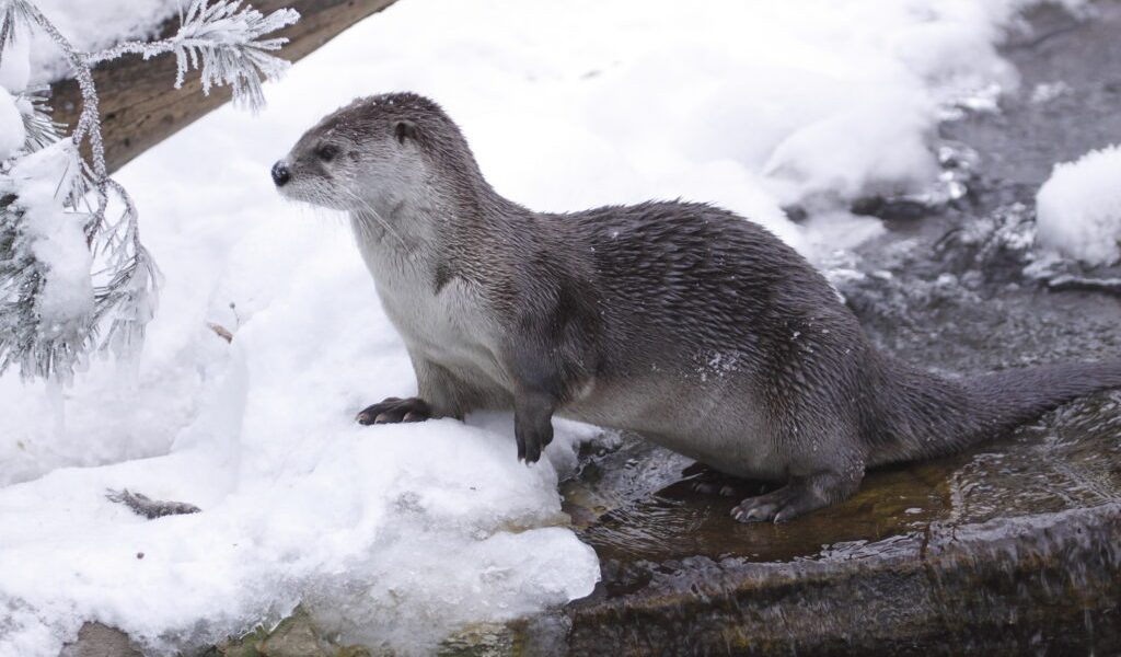 dreamstime_m_17303431-1024x683.jpg - StiriAlese