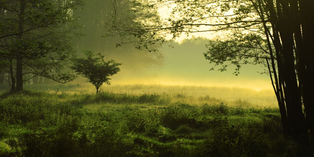 Dezastru ecologic de amploare: aproape 165.000 de hectare de pădure afectate de uscare în primele nouă luni ale anului 2025 Într-un an marcat de schimbări climatice accelerate, România se confruntă cu unul dintre cele mai grave fenomene de uscare a pădurilor din ultimele decenii