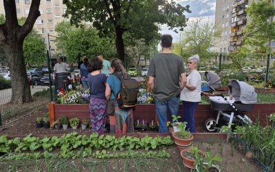 gradinile-comunitare1-debrecen.jpg - StiriAlese