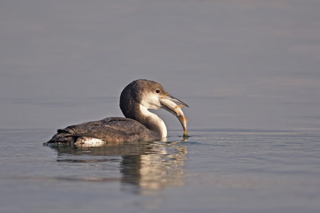 Cufundările polare revin în București pentru un tur spectaculos pe Lacul Morii Bucureștiul devine, din nou, scena unor scene rare din natură, odată cu revenirea cufundărilor polare, aceste păsări elegante și discretive, originare din zonele reci ale globului, precum Groenlanda, Peninsula Scandinavă sau Siberia