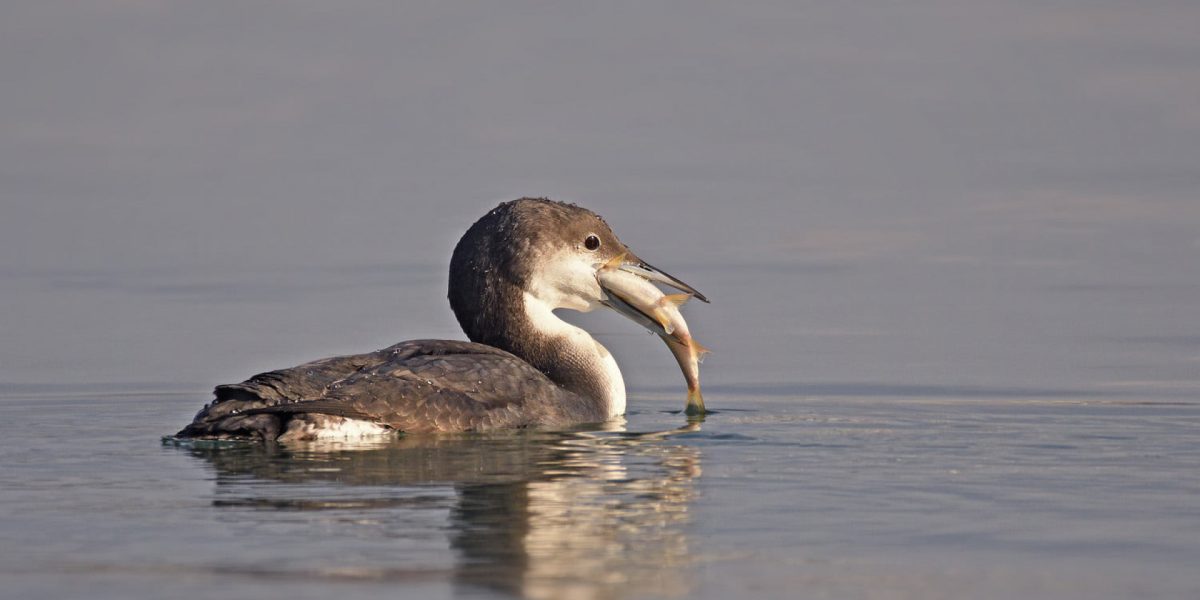 img_0059381206ca383b99438867b0852a8c.jpg - StiriAlese