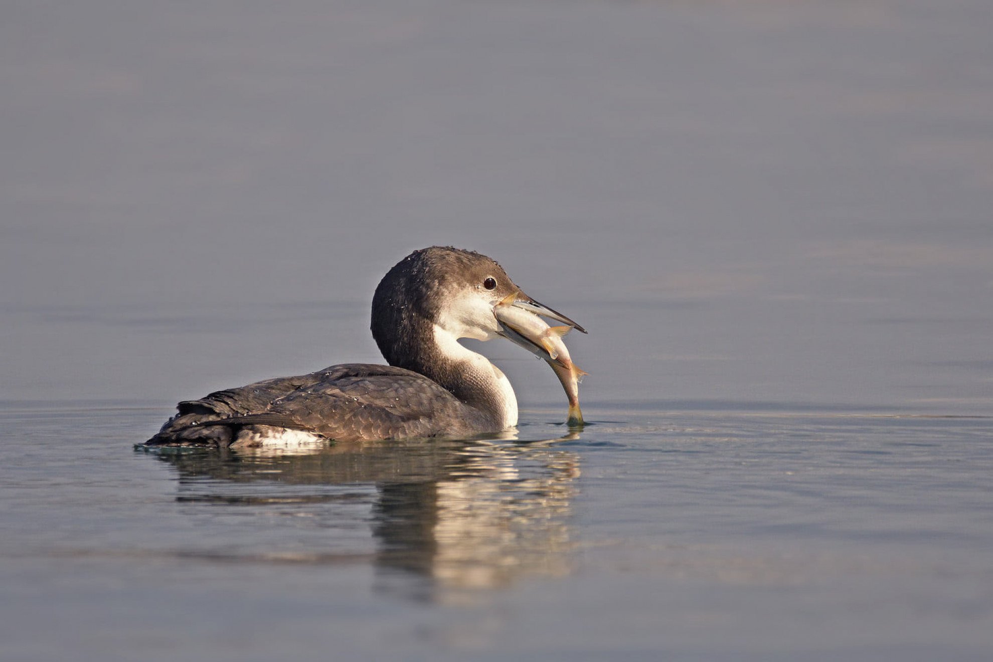Cufundările polare revin în București pentru un tur spectaculos pe Lacul Morii Bucureștiul devine, din nou, scena unor scene rare din natură, odată cu revenirea cufundărilor polare, aceste păsări elegante și discretive, originare din zonele reci ale globului, precum Groenlanda, Peninsula Scandinavă sau Siberia
